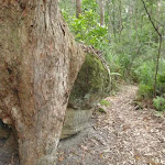 Tree grasping a rock