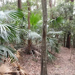 Palms on Toomey Walk