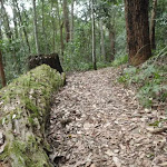 Mossy log beside Toomey walk