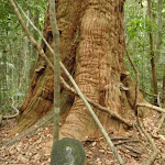 Post 3 a large Turpentine Tree