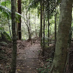 Track between Strangler Fig Tube and the Seymour Pond