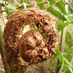 Fern sprouting