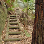 Timber steps on the Guringai Walk