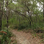 Near the top of Graves Walk Track