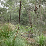 Grass trees in bloom
