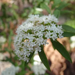 Native Parsnip flower (Platysace lanceolata)