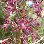 Purple Native Orchid