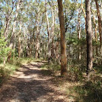 Track to Colin Watters Lookout near the tower
