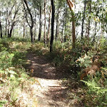 Track between tower and Nayari Lookout
