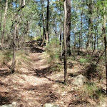 Walking through the dry forest on the ridge