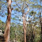 Large gums among the boulders