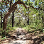 Warriwarri Lookout trail

