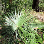Palm on Warri Warri Track