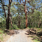 Tall trees beside Sid Pulsford Walking trail