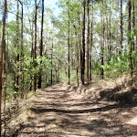 Tall trees line the trail