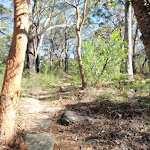 Rocky section of track on the Ridge Trail