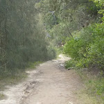 The servicetrail north of Davidson Reserve