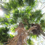 Looking up a tall Palm Tree