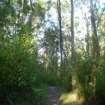 Northern End of Terrys creek track
