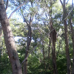 Terrys Creek track south of M2