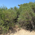 Upper end of Grass Tree Track