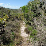 Over grown upper end of Grass Tree Track