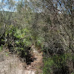 Overgrown track on Grass Tree Track