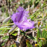 Thysanotus tuberosus (Common Fringe Lily)