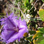 Thysanotus tuberosus (Common Fringe Lily) on the Geebung Track