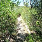 A section of the Geebung track more overgrown then most