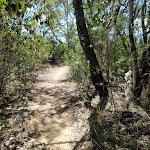 Taller vegetation on the Geebung Track