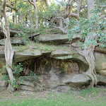 Rocks and trees in Nielsen Park