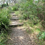 Steps on the Mt Trefle Track