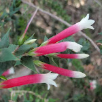 Fuchsia Heath (Epacris Longiflora)