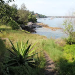 Weedy section of the Hermitage Foreshore Walk