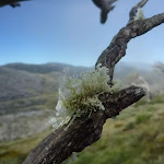 Icy lichen growing on dead snow gum