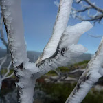Ice covered snow gum near Guthega View