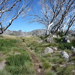 Walking up through the dead snow gums