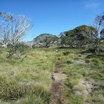 Walking along the Porcupine Track