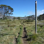 Some sections of the Porcupine Track are close the the snow pole line