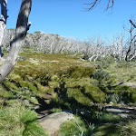 A forest of dead snow gums