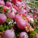 Close up of some Alpine berries