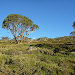 Snow gums and heath beside track