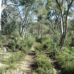 Regrowth on the old trail