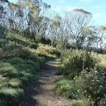 Walking track west of golf Course