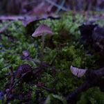 Fungus on Merrits Nature Track