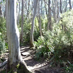 Meadows Nature Track