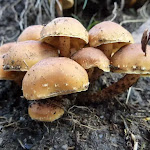 Mushrooms on the Bridle Loop