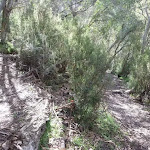 Hair pin bend on Bridle Trail