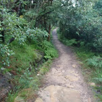 Track leading through the bush